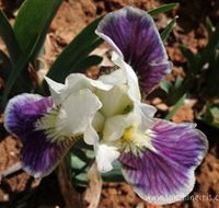 Sunshine Iris Nursery - Holiday Sunshine Coast