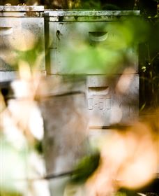 Bees On Keswick Island - Holiday Sunshine Coast 0
