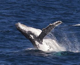 Whale Watching On Keswick Island - Sunshine Coast Tourism 0