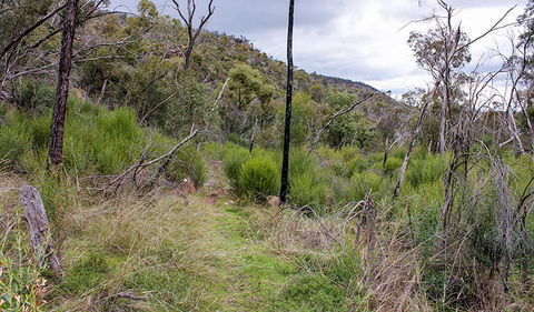 Lynchs Loop Trail - Holiday Sunshine Coast 0