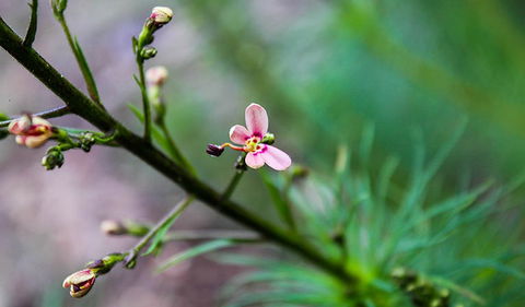 Lynchs Loop Trail - Holiday Sunshine Coast 2