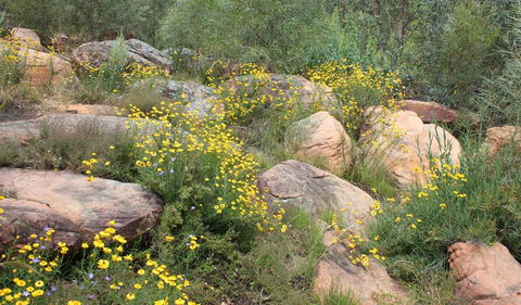 Ben Hall's Cave Walking Track - Holiday Sunshine Coast 2
