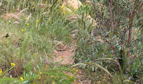 Ben Hall's Cave Walking Track - Holiday Sunshine Coast 1
