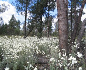 Self Drive Geology And Nature Trails - Sunshine Coast Tourism 4
