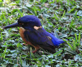 Mount Arthur Reserve - Sunshine Coast Tourism 1