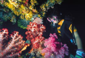 Bait Reef And Garys Lagoon Dive Site - Holiday Sunshine Coast 1
