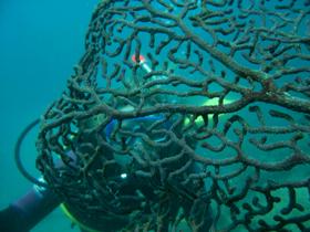 Fairey Reef - Sunshine Coast Tourism 3