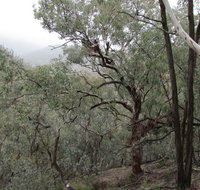 Mount Murga walking track - Sunshine Coast Tourism