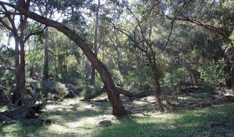 Mount Nangar Walking Track - Holiday Sunshine Coast 1