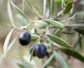 Wollundry Grove Olives - Holiday Sunshine Coast 2