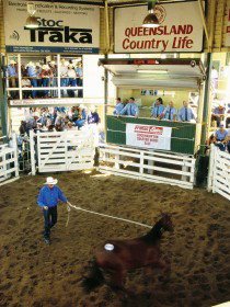 Gracemere Exhibition Complex - Sunshine Coast Tourism 0