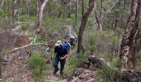 Yulludunida Walking Track - Sunshine Coast Tourism 3