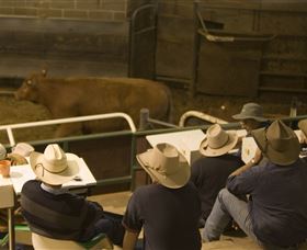 Livestock Marketing Centre - Holiday Sunshine Coast 2