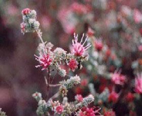 Burrendong Botanic Garden And Arboretum - Holiday Sunshine Coast 1