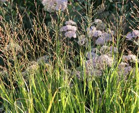 Perennialle Plants Nursery And Garden - Sunshine Coast Tourism 5