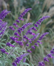 Perennialle Plants Nursery And Garden - Sunshine Coast Tourism 4