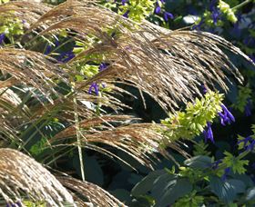 Perennialle Plants Nursery And Garden - Sunshine Coast Tourism 3