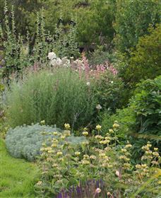 Perennialle Plants Nursery And Garden - Sunshine Coast Tourism 6