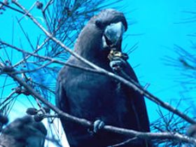 Mount Archer National Park - Sunshine Coast Tourism 0