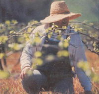 Canobolas Smith Winery - Sunshine Coast Tourism