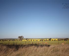 Cootamundra Bird Walk - Sunshine Coast Tourism 0