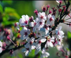 Sakura Avenue - Holiday Sunshine Coast 0
