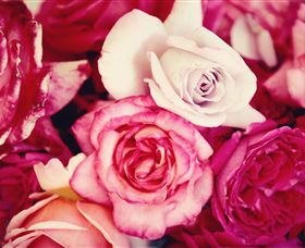 Samaria Farm - Holiday Sunshine Coast 1