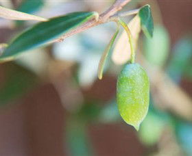 The Olive Shop - Milawa - Holiday Sunshine Coast 1