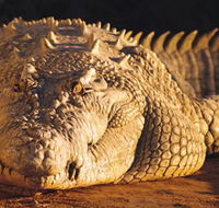 Koorana Crocodile Farm