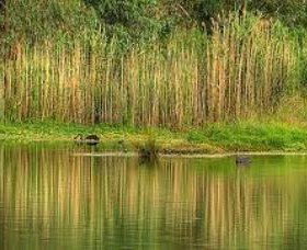 Wonga Wetlands - Holiday Sunshine Coast 2