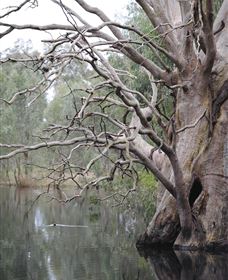 Wonga Wetlands - Holiday Sunshine Coast 3