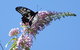 Albury Botanic Gardens - thumb 5