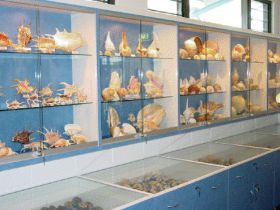 Shell World Yeppoon - Sunshine Coast Tourism 1