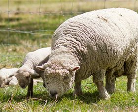 Short Sheep Micro-Winery - Holiday Sunshine Coast 6