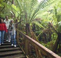 Otway Fly Treetop Adventures - Sunshine Coast Tourism