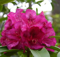 Campbell Rhododendron Gardens - Sunshine Coast Tourism