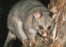 Moondarra State Park - Holiday Sunshine Coast 0