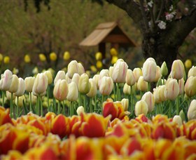 Tulip Top Gardens - Sunshine Coast Tourism 0