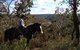 Chapman Valley Horse Riding - thumb 2