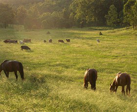 Chapman Valley Horse Riding - Sunshine Coast Tourism 4