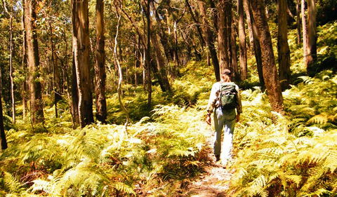 Federal Pass - Holiday Sunshine Coast 0
