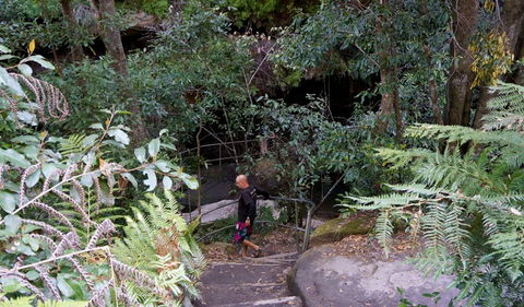 Leura Cascades Fern Bower - Sunshine Coast Tourism 0
