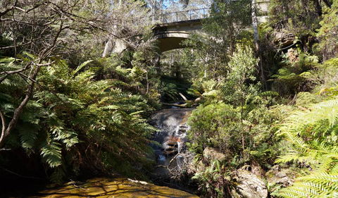 Leura Cascades Fern Bower - Sunshine Coast Tourism 3
