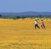 Wildflowers of the Mid West - Sunshine Coast Tourism