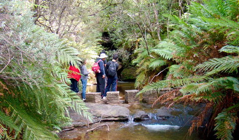 Nature Track - Sunshine Coast Tourism 1