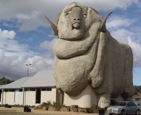 Big Merino - Holiday Sunshine Coast 0