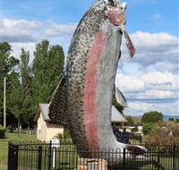 Big Trout - Sunshine Coast Tourism