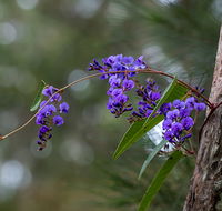 Mann River Nature Reserve - Sunshine Coast Tourism