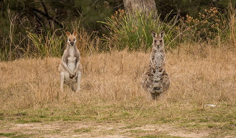 Mann River Nature Reserve - Sunshine Coast Tourism 1