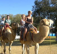 Calamunnda Camel Farm  - Sunshine Coast Tourism